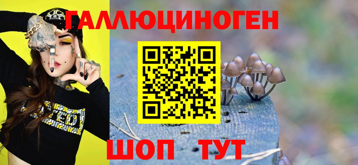Обнинск  Галлюциногенные грибы Psilocybine cubensis  Вход с VPN 
